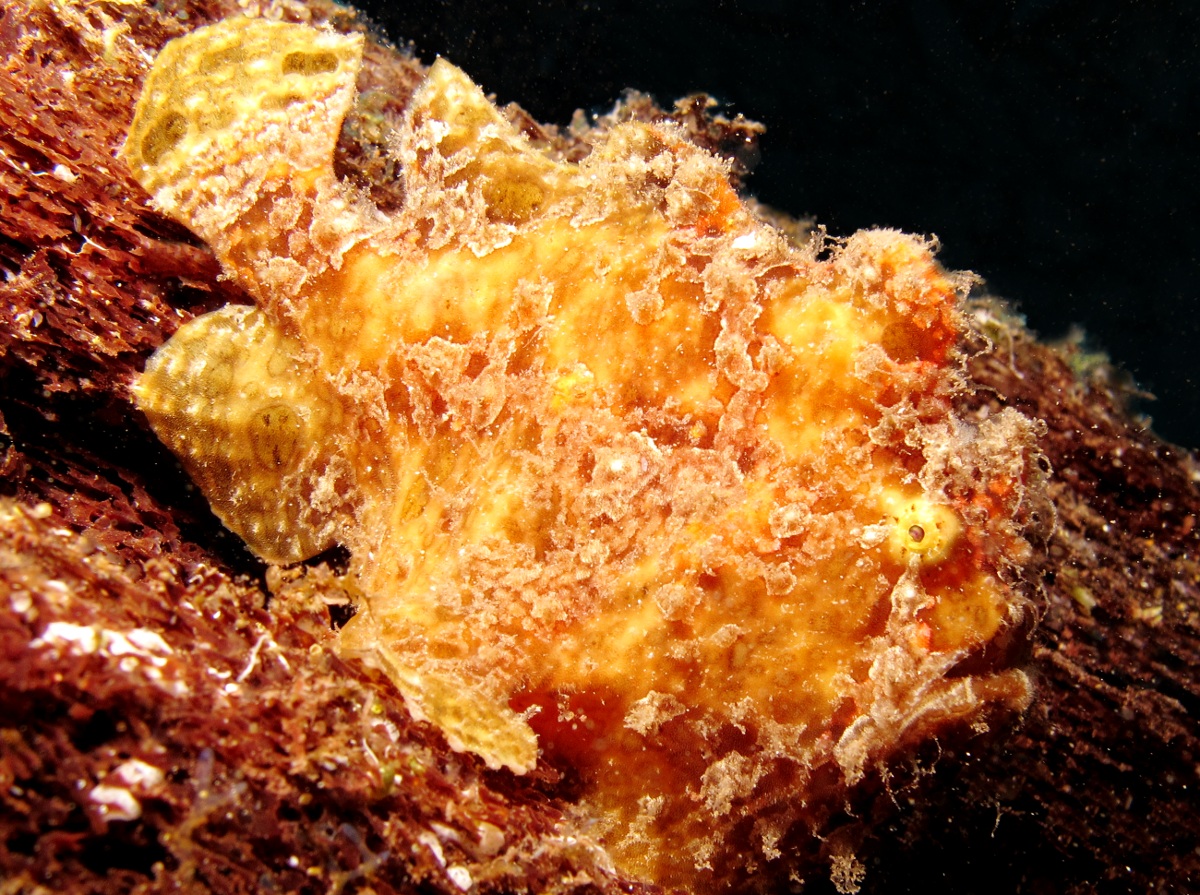 Giant Frogfish - Antennarius commerson