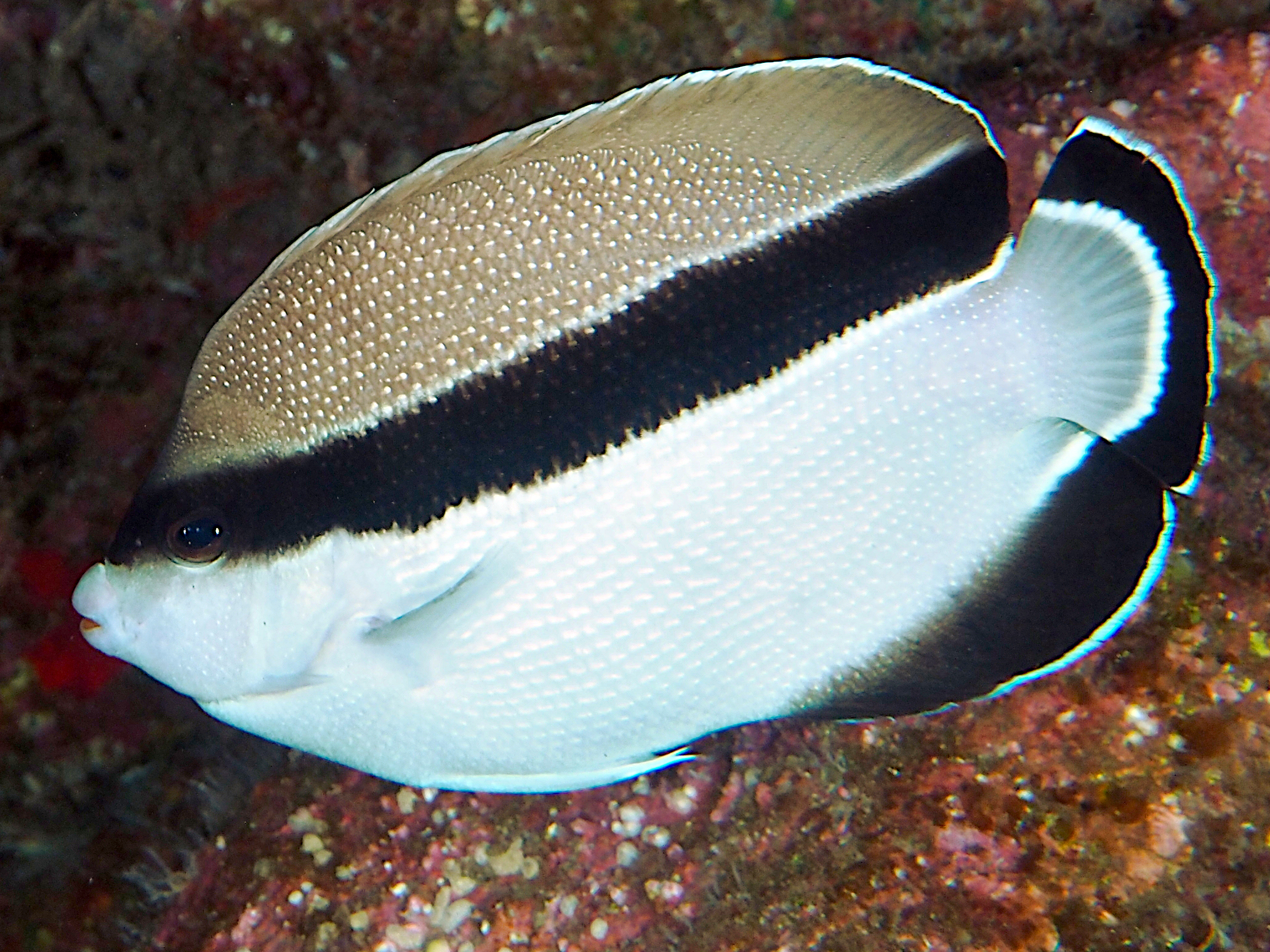 Banded Angelfish - Apolemichthys arcuatus - Lanai, Hawaii