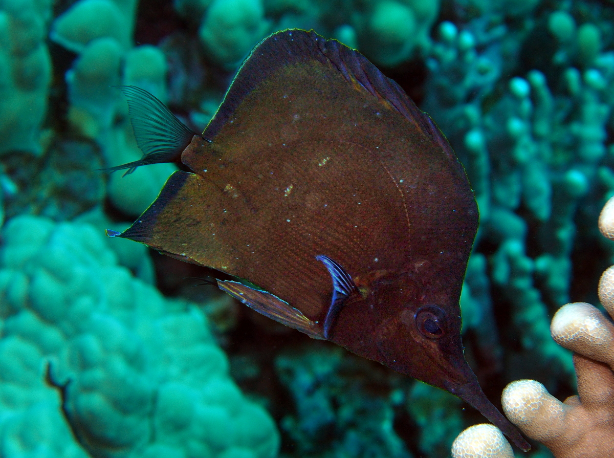 Big Longnose Butterflyfish - Forcipiger longirostris