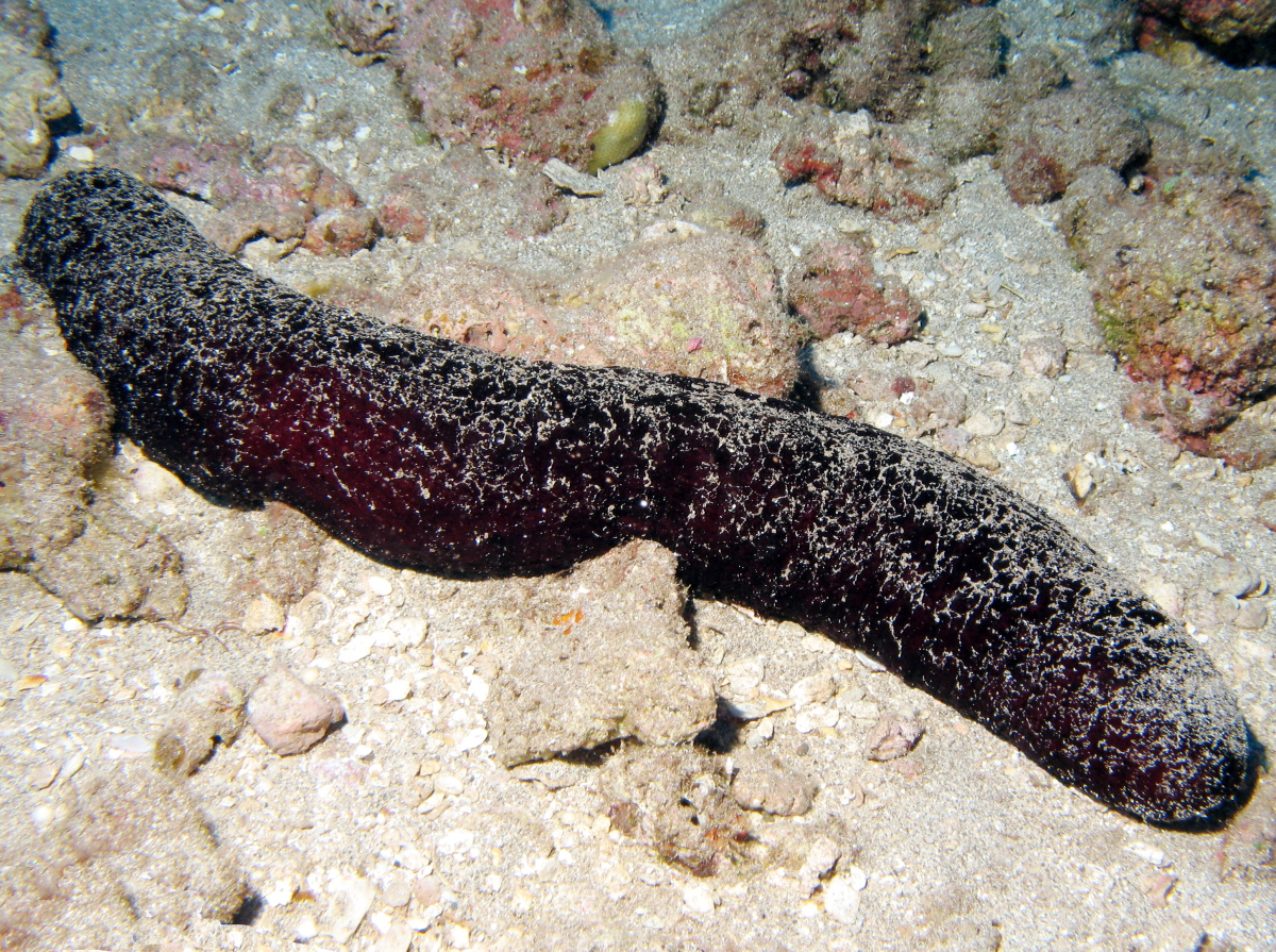 Black Sea Cucumber - Holothuria atra