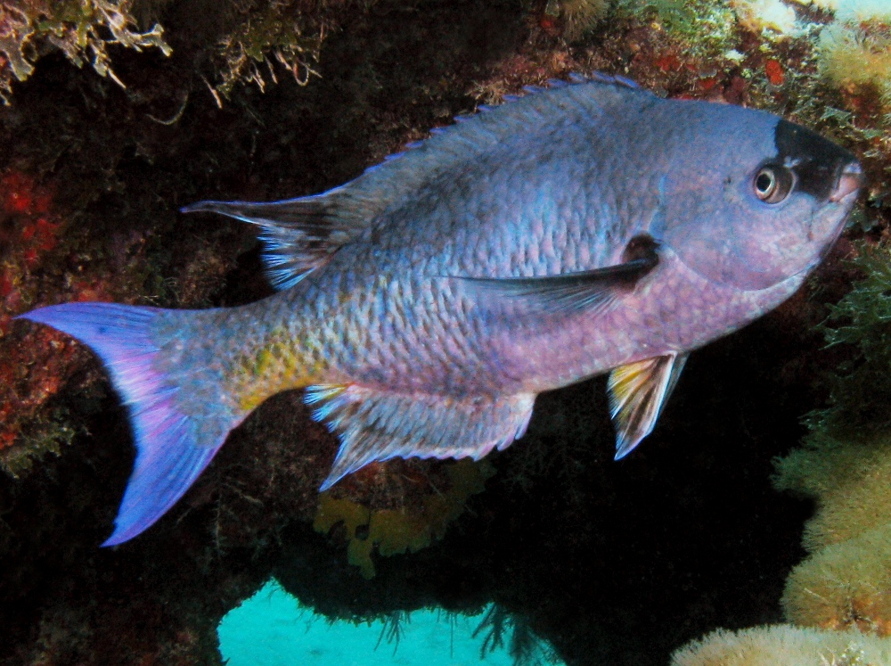 Creole Wrasse - Clepticus parrae
