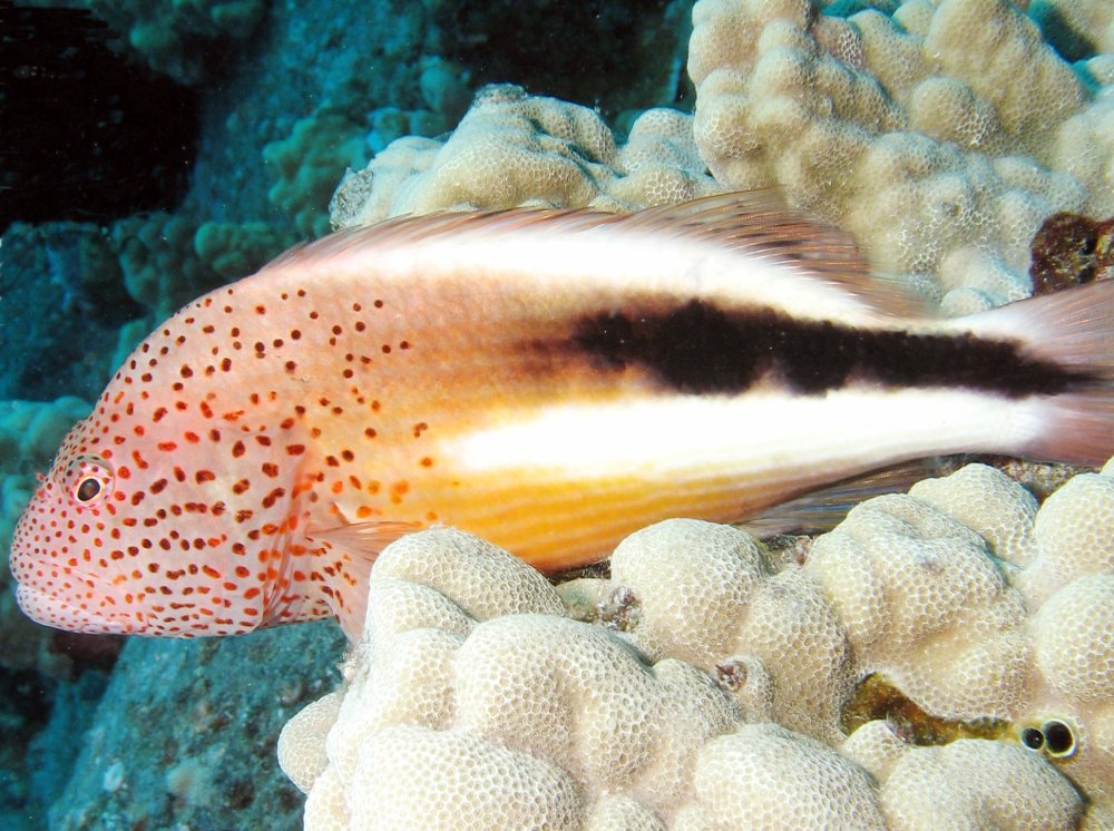 Freckled Hawkfish - Paracirrhites forsteri