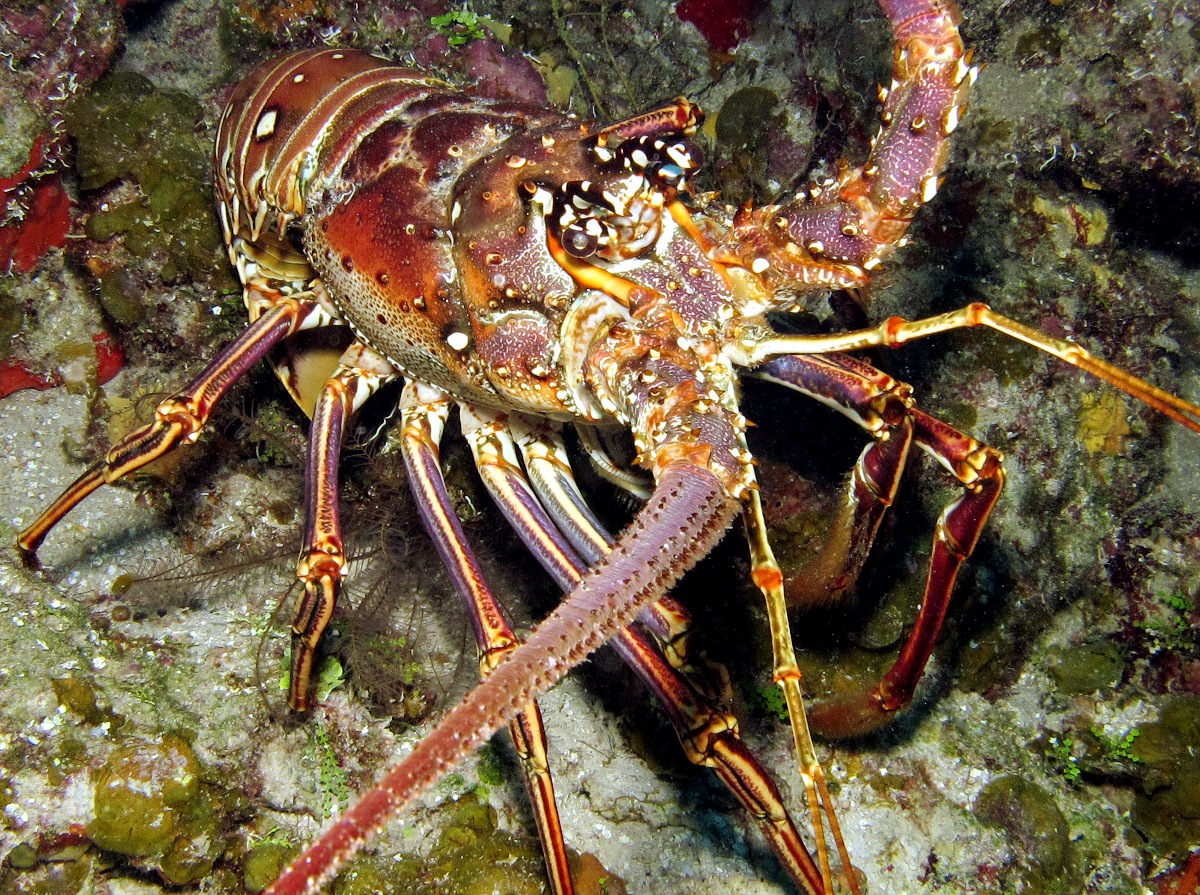 lobster8.jpg