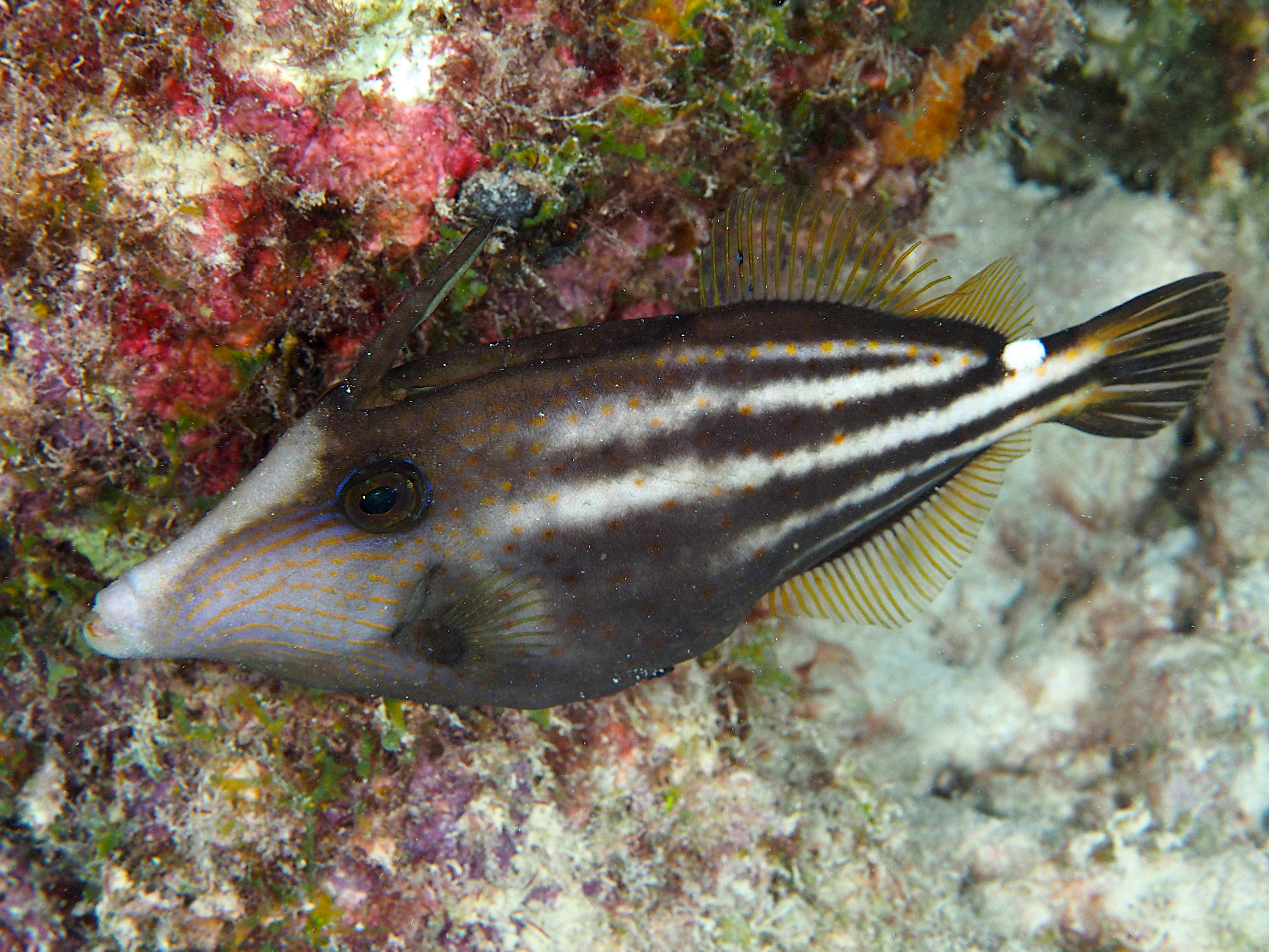 Orangespotted Filefish - Cantherhines pullus