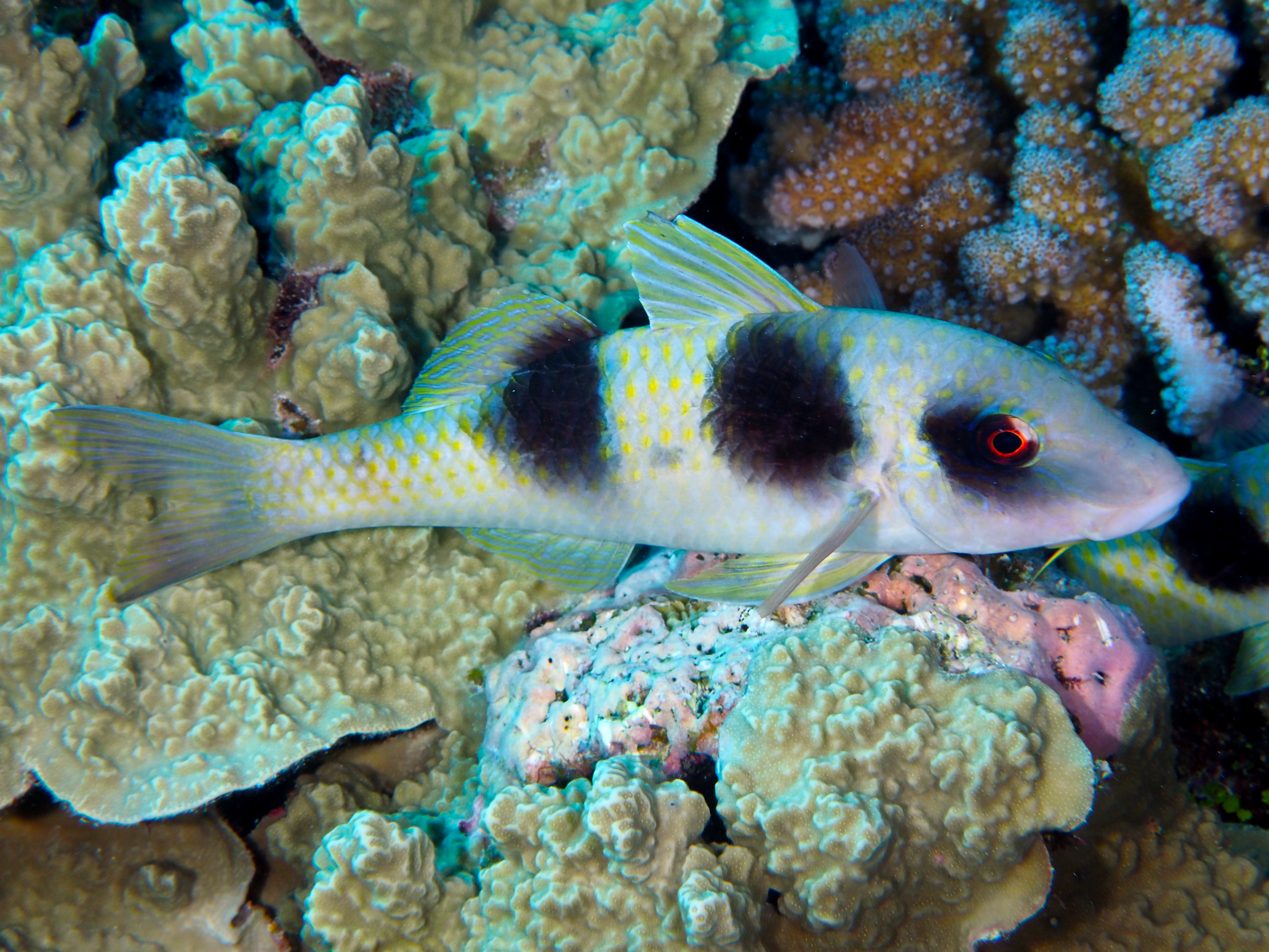 Doublebar Goatfish - Parupeneus crassilabris - Great Barrier Reef, Australia