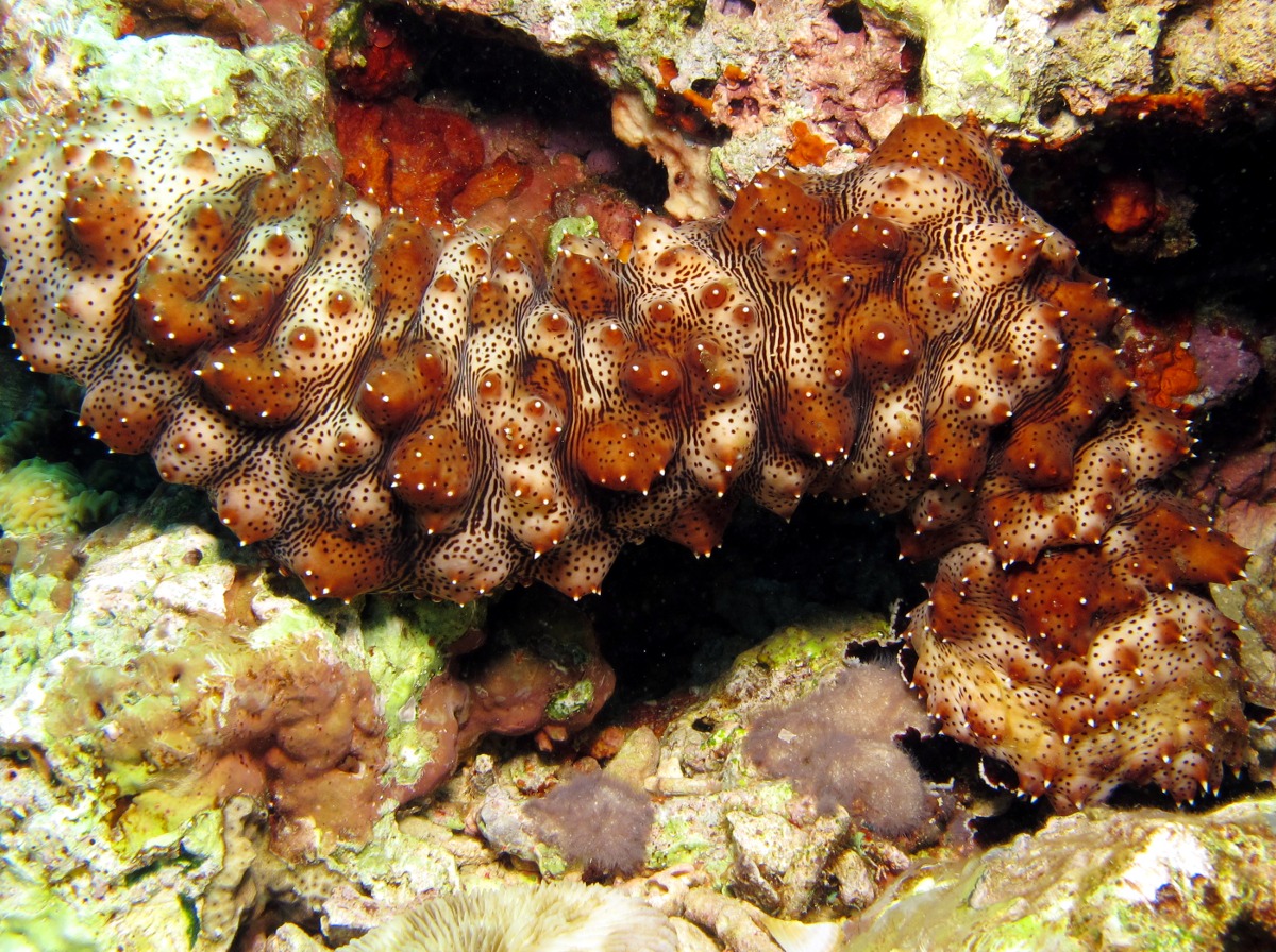 Graeffe's Sea Cucumber - Pearsonothuria graeffei