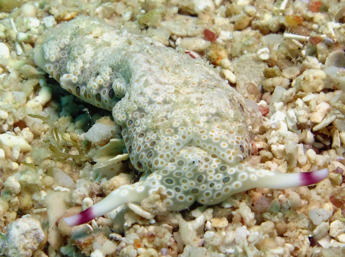 Ringed Sap-Sucking Slug - Plakobranchus ocellatus - Dumaguete, Philippines