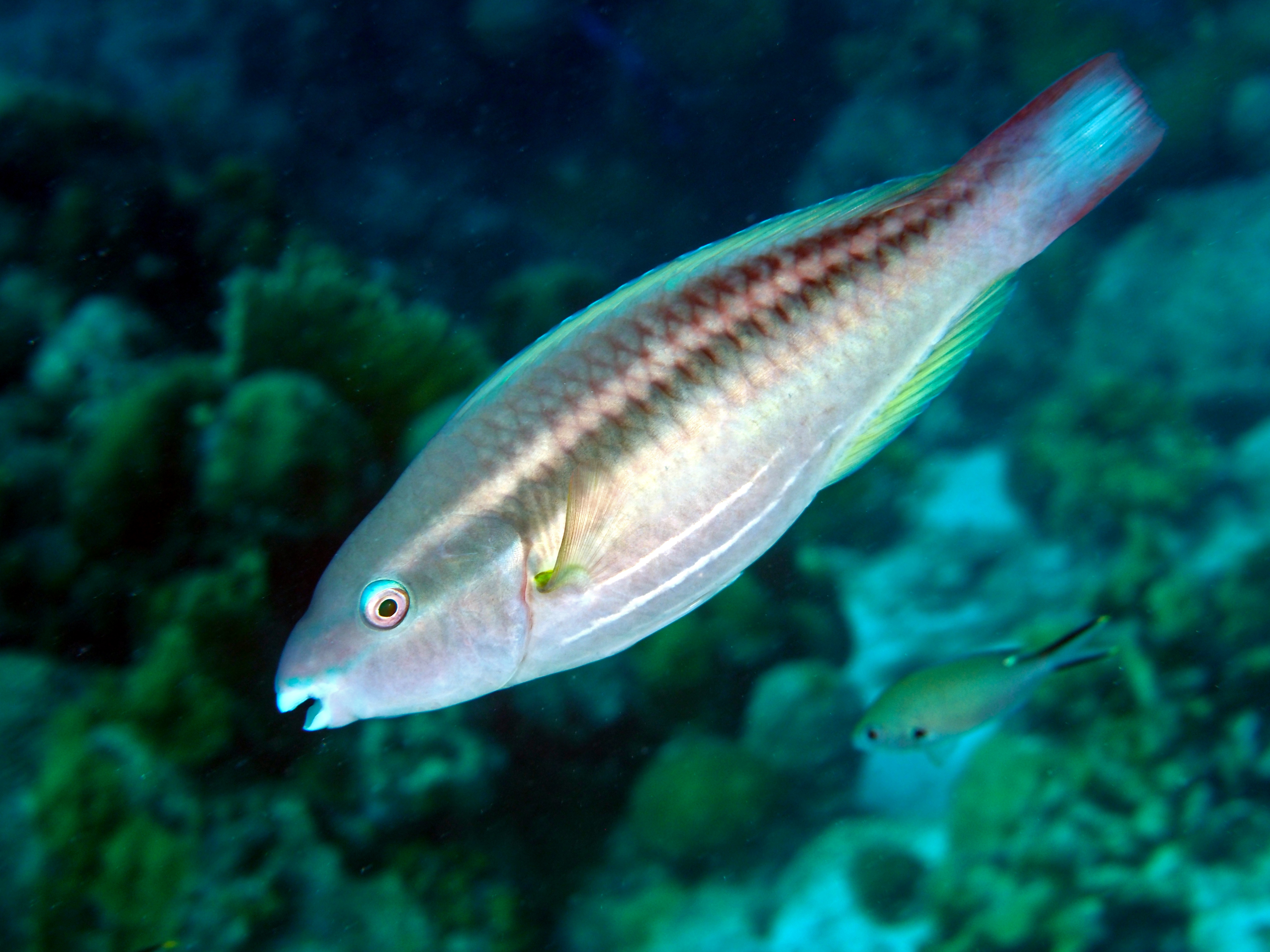Princess Parrotfish - Scarus taeniopterus