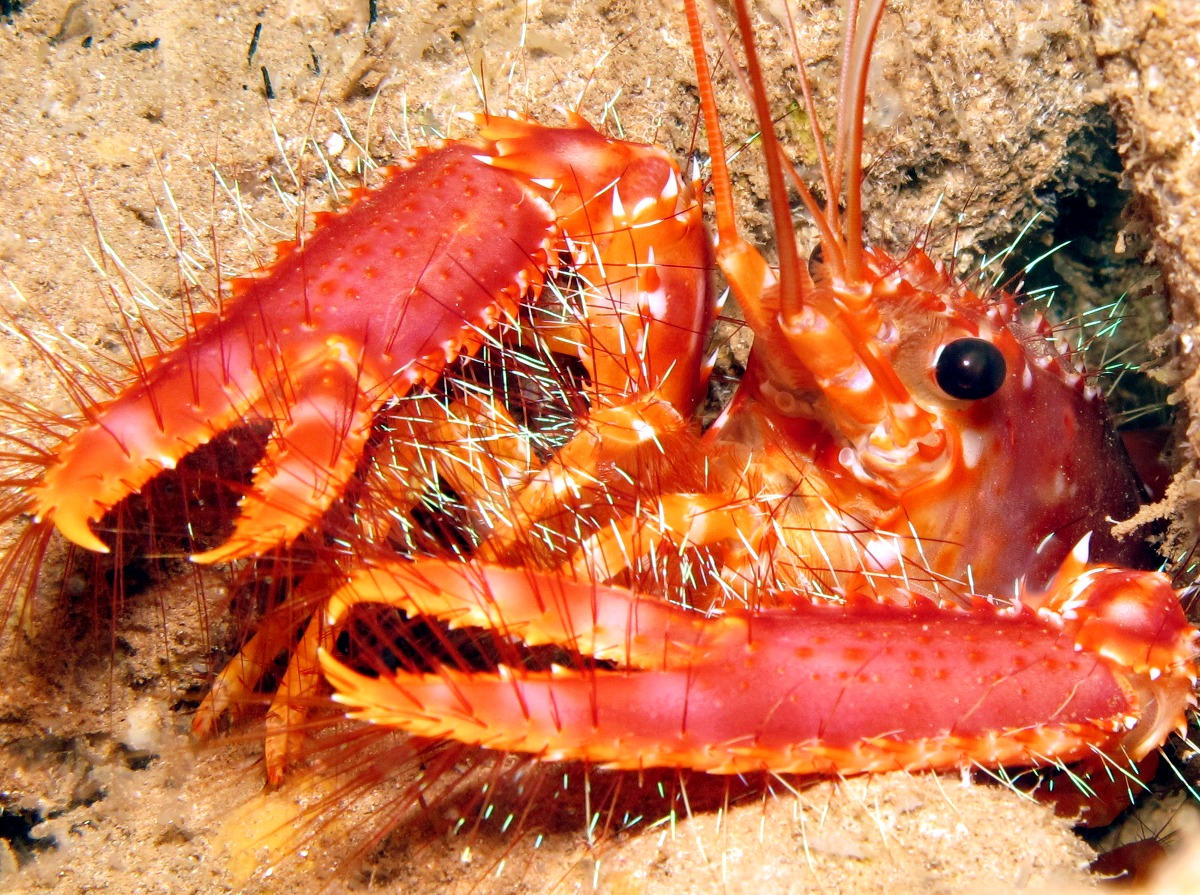 Red Reef Lobster - Enoplometopus occidentalis