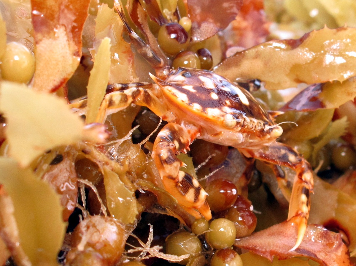 Sargassum Swimming Crab - Portunus sayi