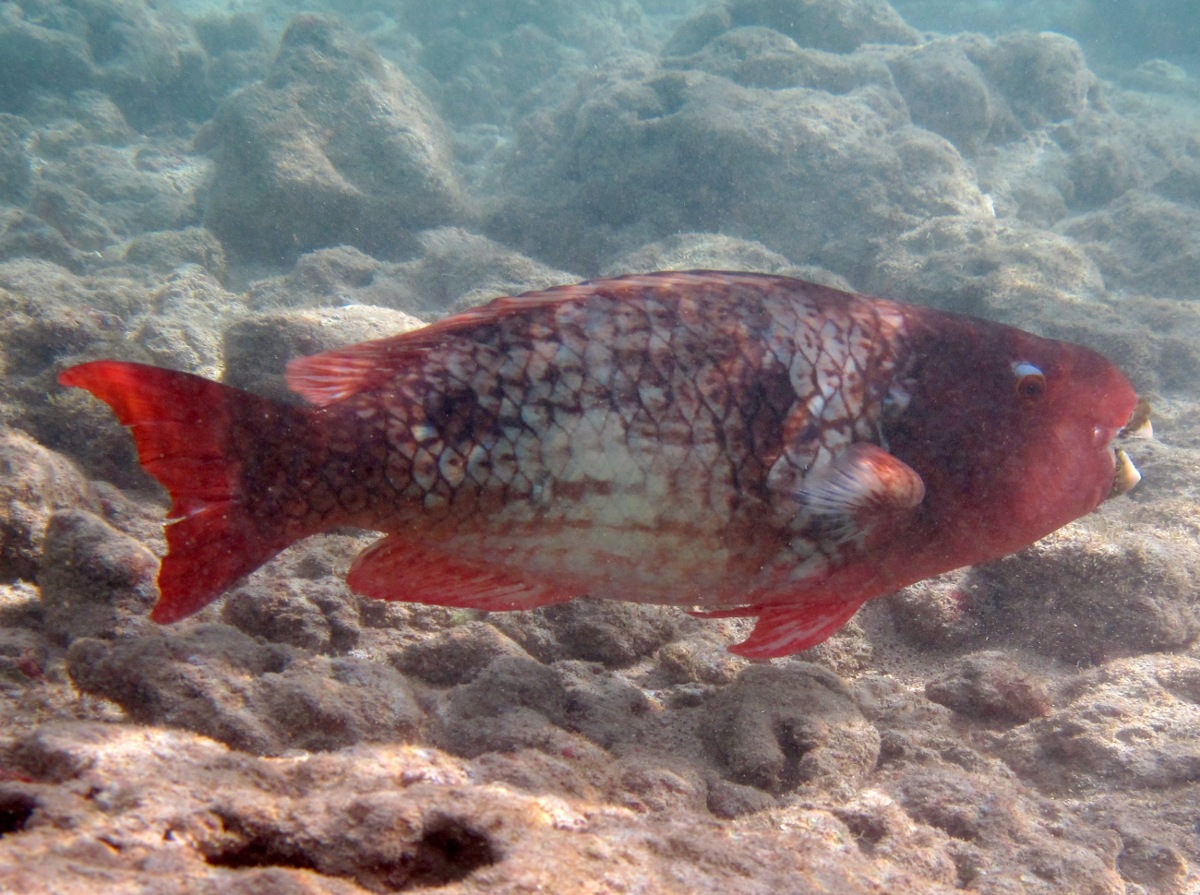 Redlip Parrotfish - Scarus rubroviolaceus