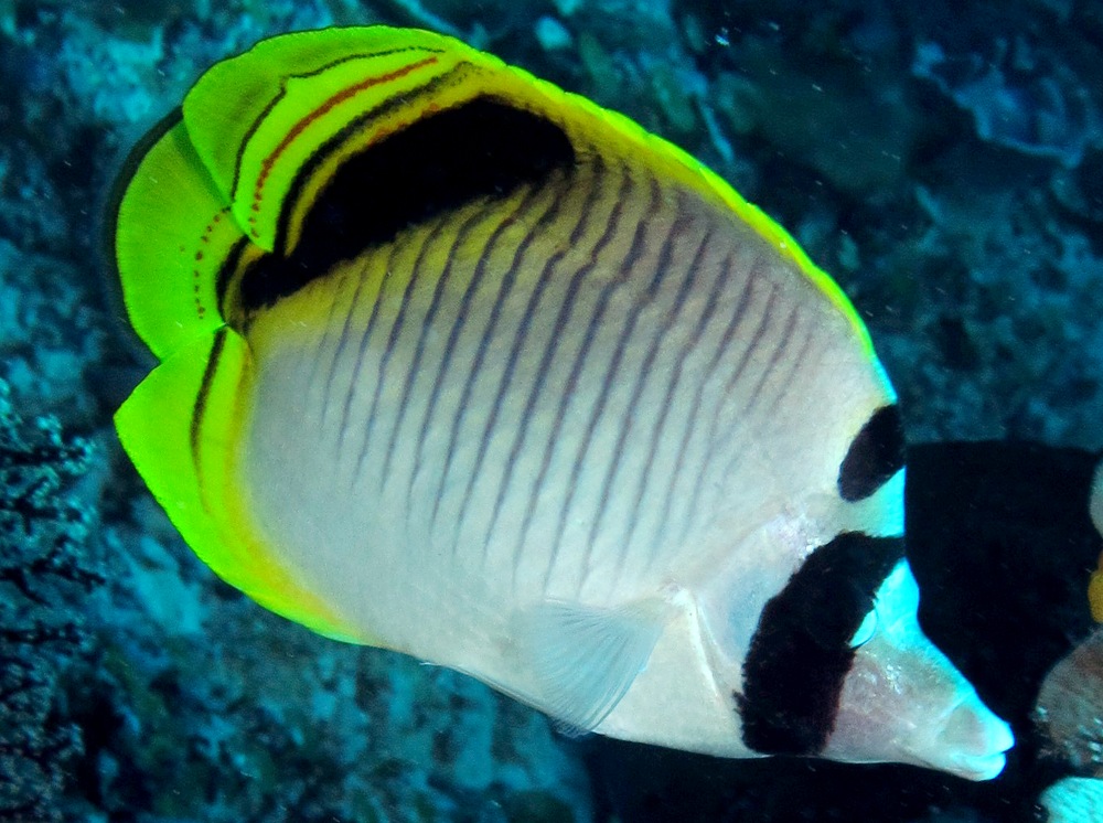 Spot-Nape Butterflyfish - Chaetodon oxycephalus - Palau