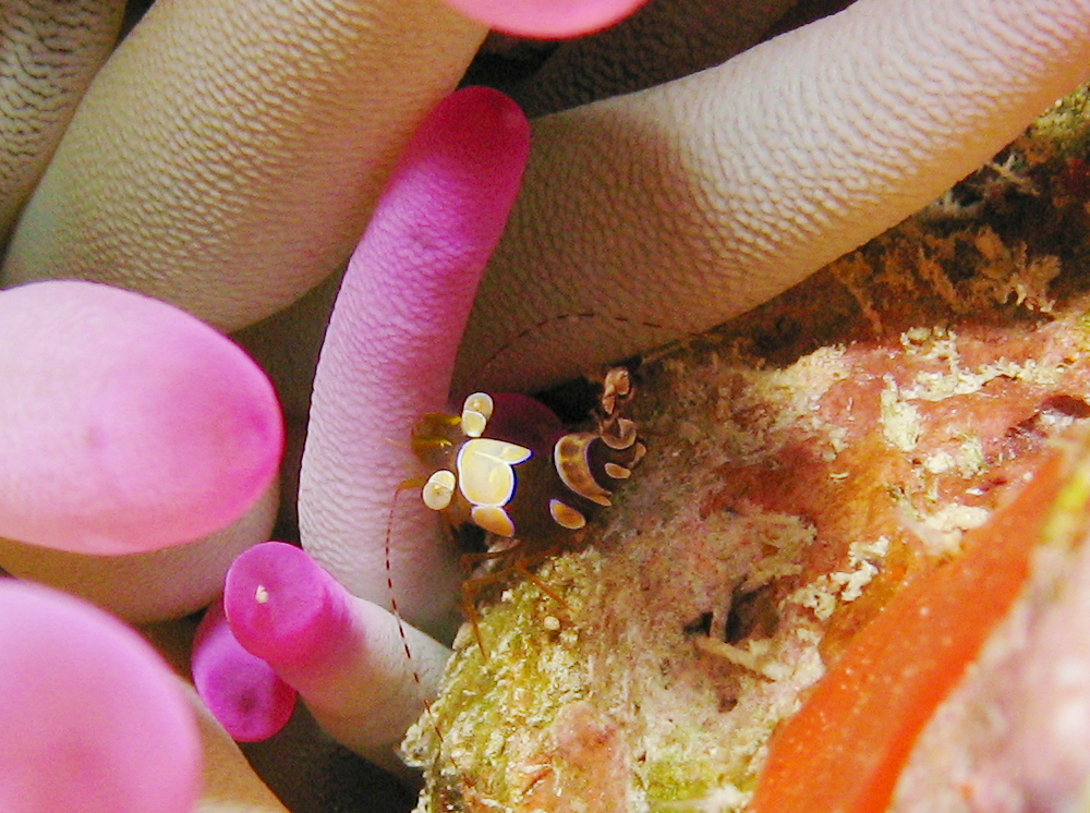 Squat Anemone Shrimp - Thor amboinensis