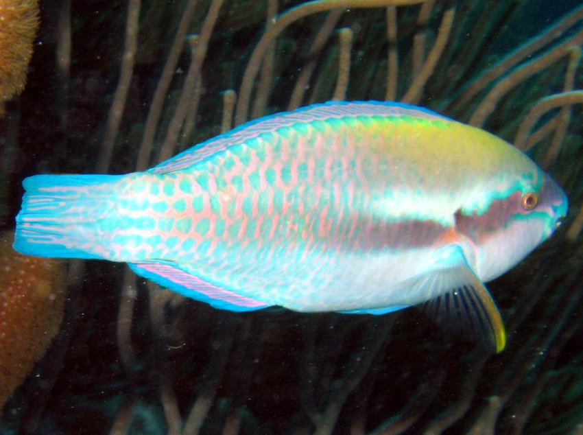 Striped Parrotfish - Scarus iseri