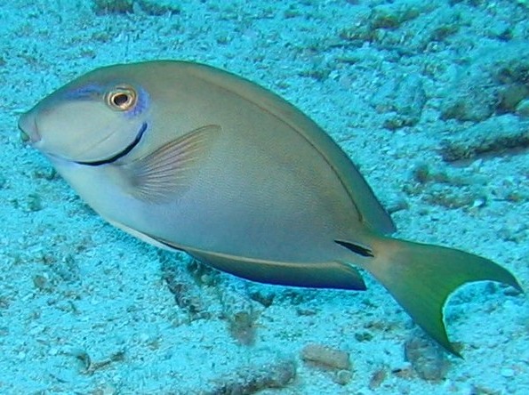 Ocean Surgeonfish - Acanthurus bahianus