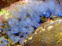 Blue Sea Squirt - Clavelina moluccensis