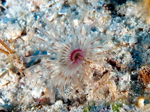 Ghost Feather Duster - Anamobaea sp.