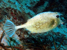 Honeycomb Cowfish - Acanthostracion polygonius