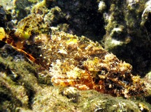 Titan Scorpionfish - Scorpaenopsis cacopsis