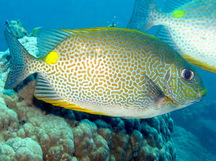 Golden Rabbitfish - Siganus guttatus