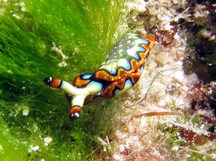 Painted Elysia - Thuridilla picta