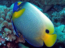 Yellow-Mask Angelfish - Pomacanthus xanthometopon