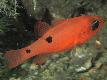 Twospot Cardinalfish - Apogon pseudomaculatus - Blue Heron Bridge, Florida