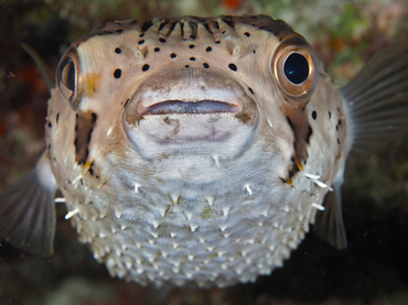 Balloonfish - Diodon holocanthus - Bonaire