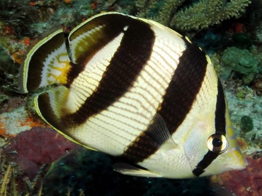 Banded Butterflyfish - Chaetodon striatus - Cozumel, Mexico