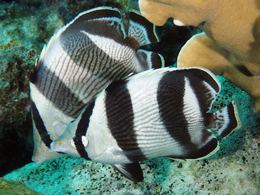 Banded Butterflyfish - Chaetodon striatus - Bonaire