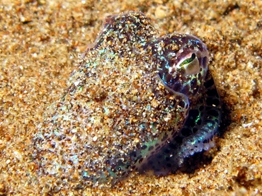 Berry's Bobtail Squid - Euprymna berryi - Dumaguete, Philippines