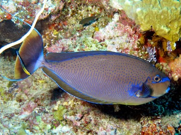 Bignose Unicornfish - Naso vlamingii - Palau