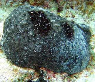 Black-Ball Sponge - Ircinia strobilina - Key Largo, Florida