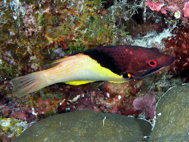 Blackbelt Hogfish - Bodianus mesothorax - Great Barrier Reef, Australia