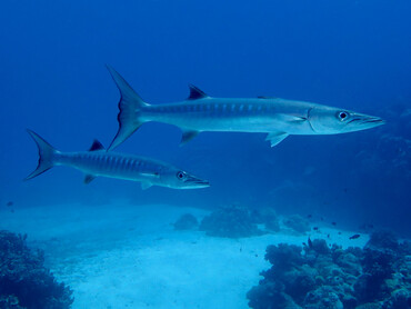 Blackfin Barracuda - Sphyraena qenie - Coral Sea, Australia