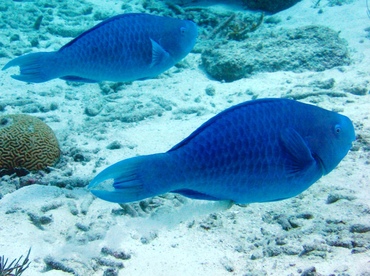 Blue Parrotfish - Scarus coeruleus - Aruba