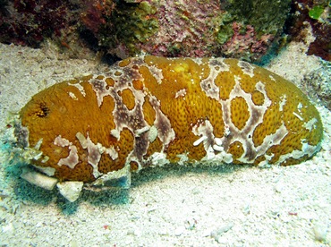 Ocellated Sea Cucumber - Bohadschia ocellata - Dumaguete, Philippines