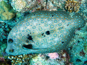 Flowery Flounder - Bothus mancus - Palau