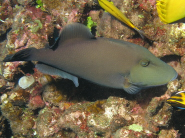 Bridled Triggerfish - Sufflamen fraenatus - Lanai, Hawaii
