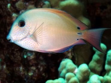 Brown Surgeonfish - Acanthurus nigrofuscus - Big Island, Hawaii