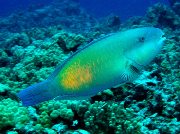 Pacific Bullethead Parrotfish - Chlorurus spilurus - Big Island, Hawaii