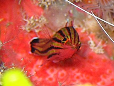 Candy Basslet - Liopropoma carmabi - Turks and Caicos