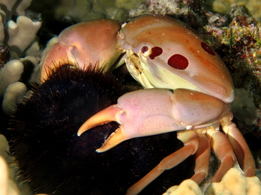 Spotted Reef Crab - Carpilius maculatus - Big Island, Hawaii