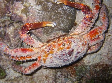 Channel Clinging Crab - Mithrax spinosissimus - Bimini, Bahamas