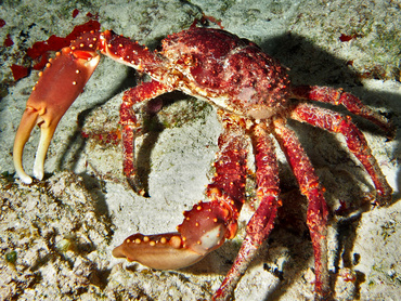 Channel Clinging Crab - Mithrax spinosissimus - Cozumel, Mexico