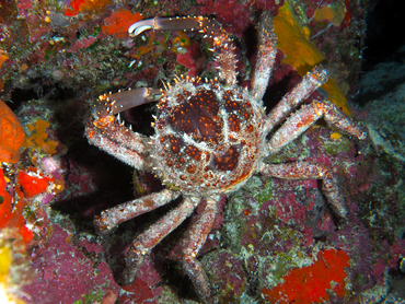 Channel Clinging Crab - Mithrax spinosissimus - Turks and Caicos