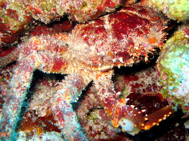 belize reefs tropical crab