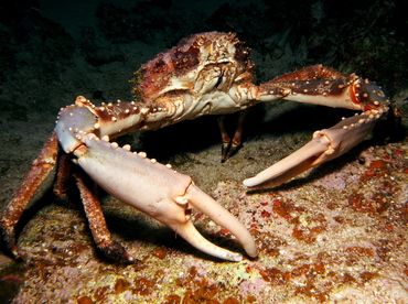 Channel Clinging Crab - Mithrax spinosissimus - Eleuthera, Bahamas