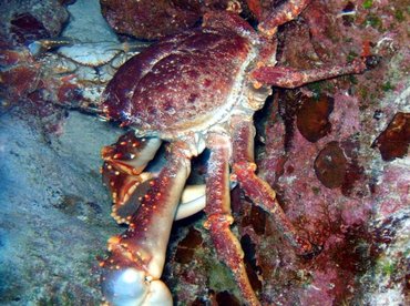 turks caicos crab clinging channel caribbean reefs reefguide mithrax location