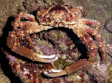 Channel Clinging Crab - Mithrax spinosissimus - Key Largo, Florida
